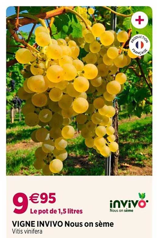 vigne invivo nous on sème