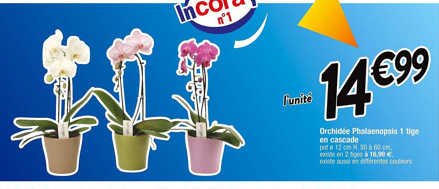 orchidée phalaenopsis 1 tige en cascade