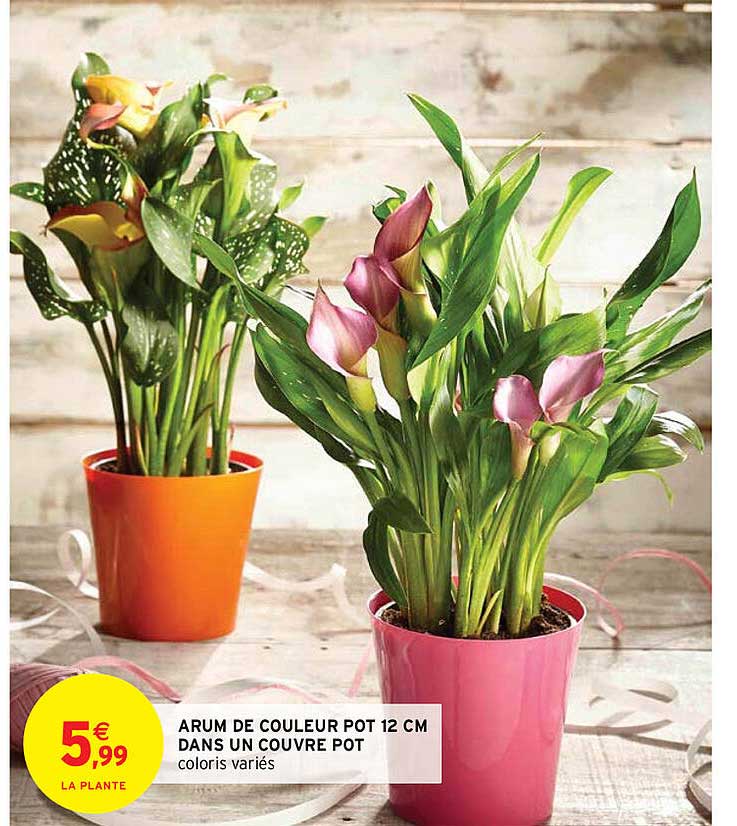 arum de couleur pot 12 cm dans un couvre pot