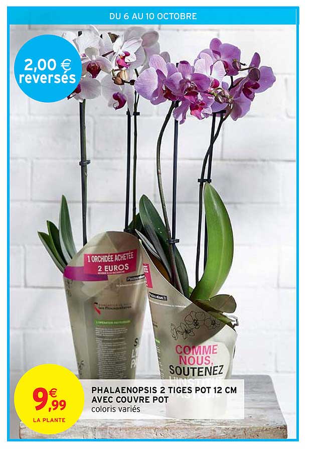 phalaenopsis 2 tiges pot 12 cm avec couvre pot