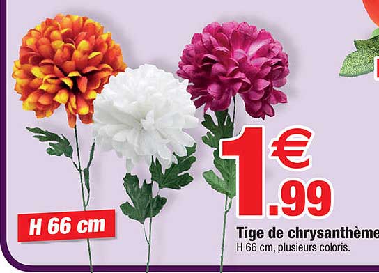 tige de chrysanthème