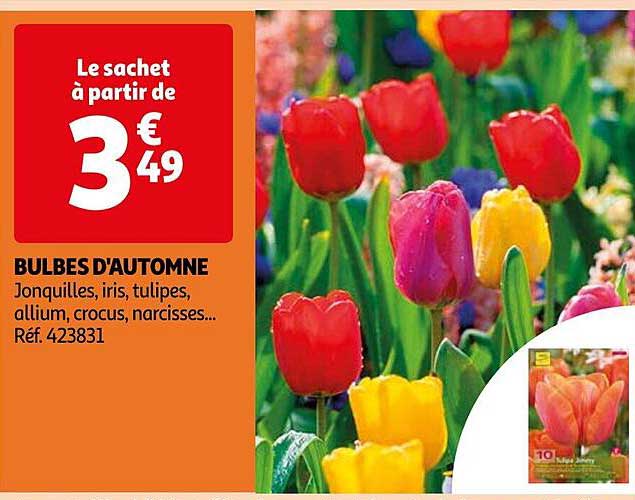 bulbes d'automne