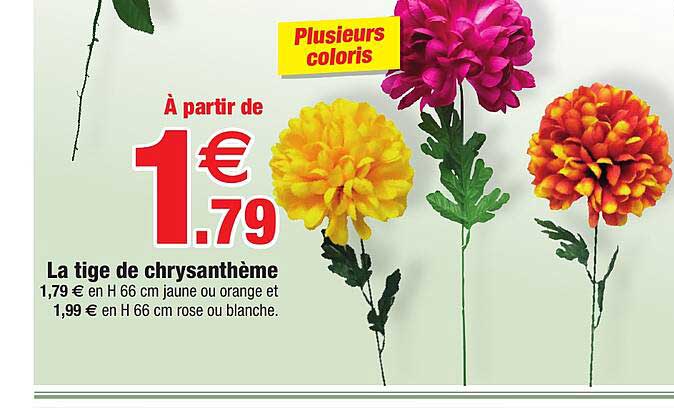la tige de chrysanthème