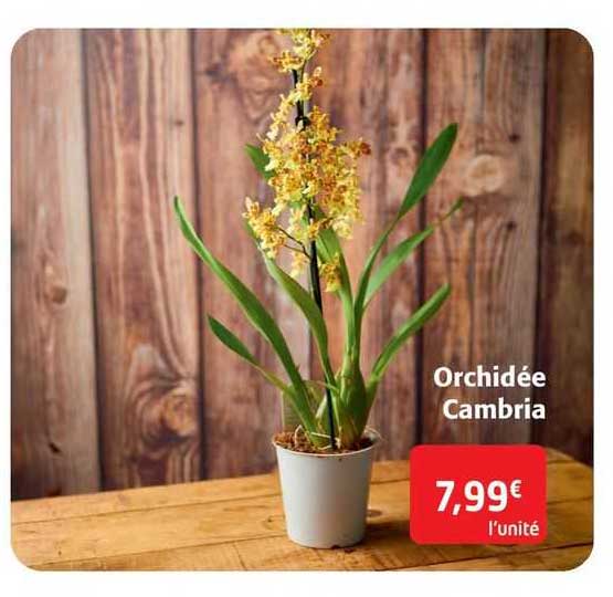 orchidée cambria