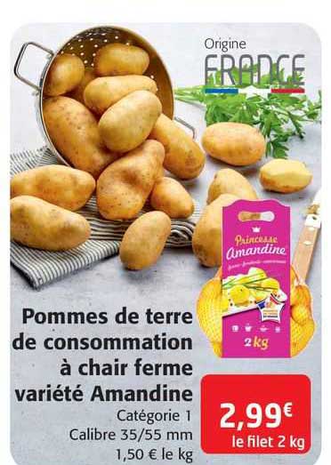 Pommes De Terre De Consommation à Chair Ferme Variété Amandine