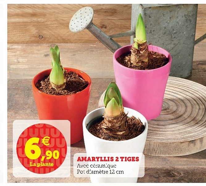 amaryllis 2 tiges