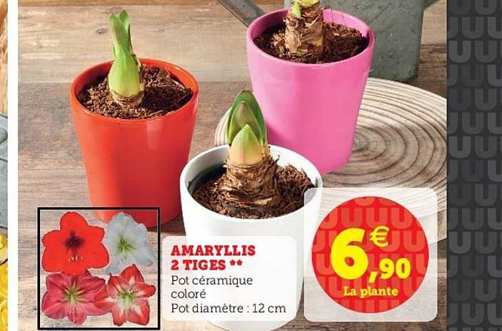 amaryllis 2 tiges