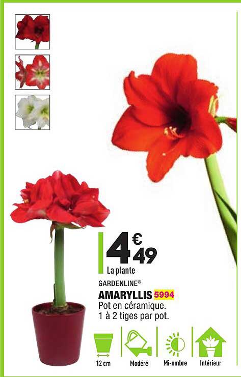 amaryllis gardenline®