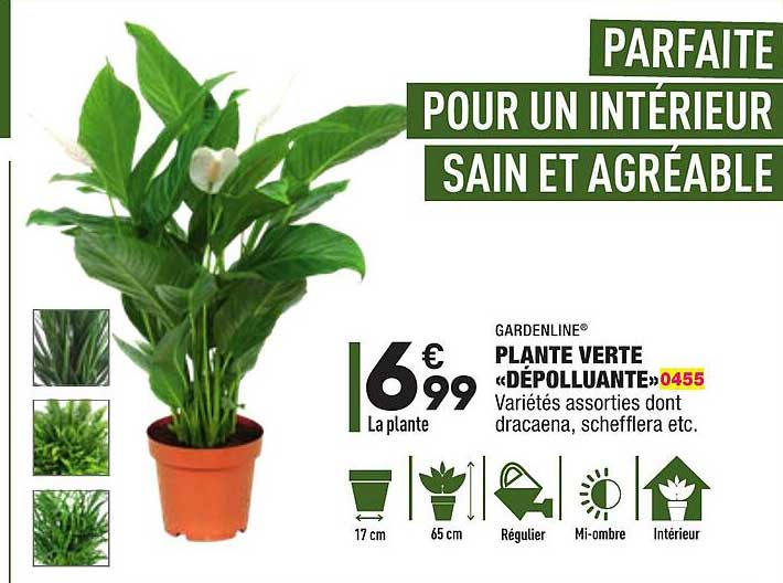 Plante Verte "dépolluante" Gardenline®