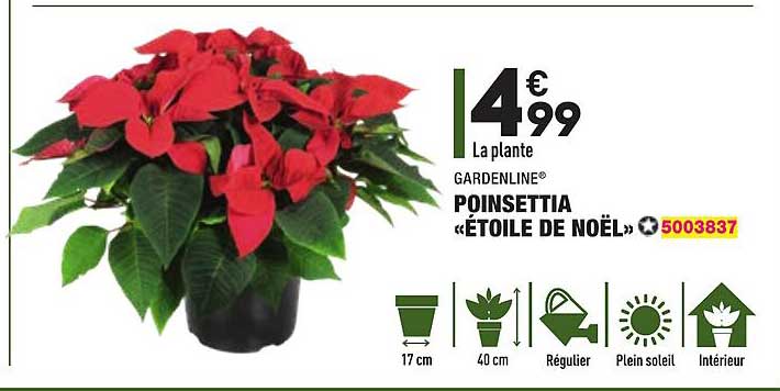 poinsettia "étoile de noël" gardenline®