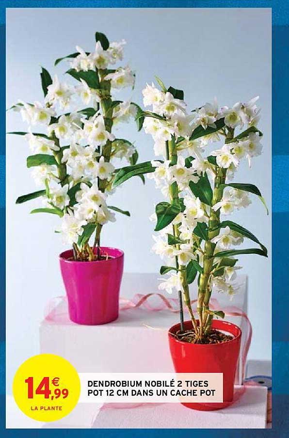 Dendrobium Nobilé 2 Tiges Pot 12 Cm Dans Un Cache Pot