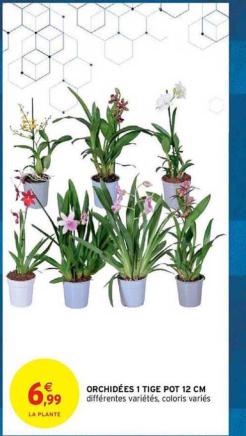 orchidées 1 tige pot 12 cm