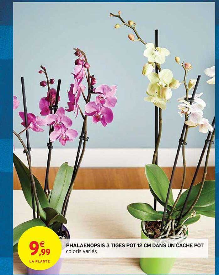 phalaenopsis 3 tiges pot 12 cm dans un cache pot