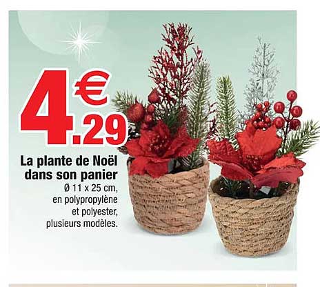 la plante de noël dans son panier