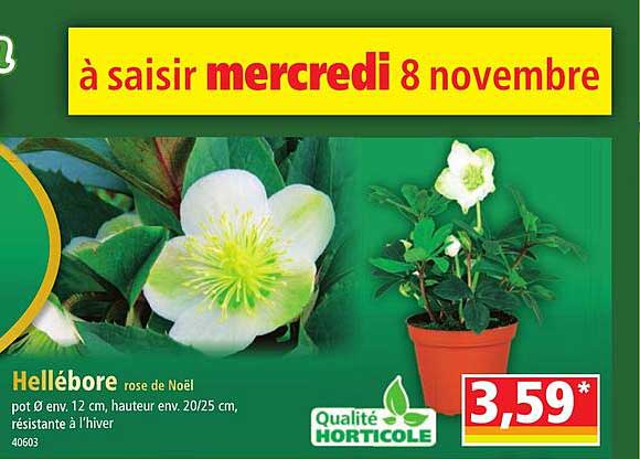hellébore rose de noël