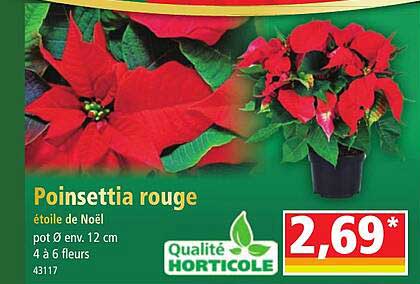 poinsettia rouge