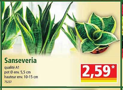 sanseveria