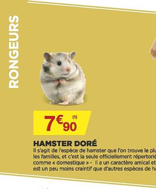 hamster doré