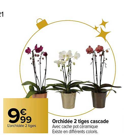 Orchidée 2 Tiges Cascade