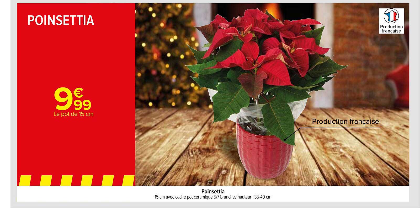 poinsettia