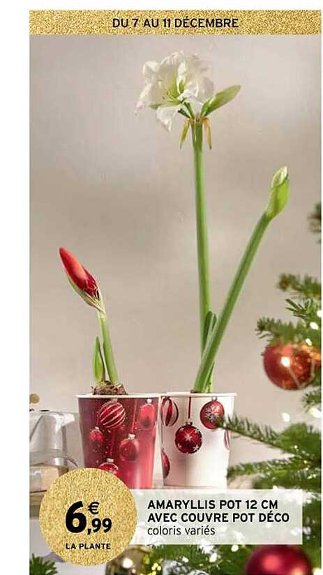 amaryllis pot 12 cm avec couvre pot déco