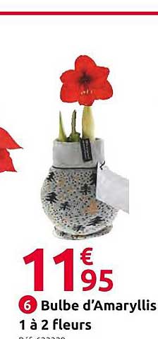 bulbe d'amaryllis 1 à 2 fleurs