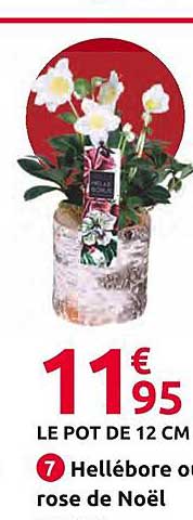 hellébore ou rose de noël