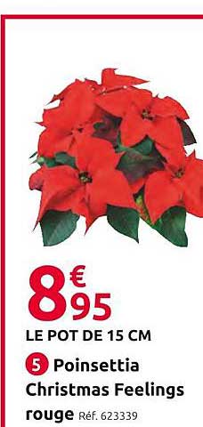 poinsettia christmas feelings  rouge
