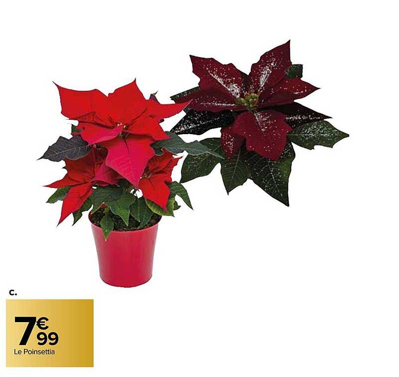 le poinsettia