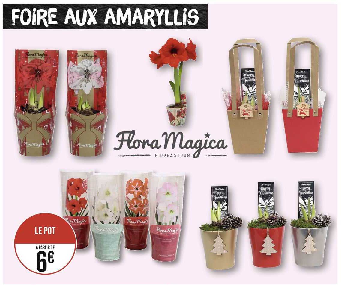 foire aux amaryllis