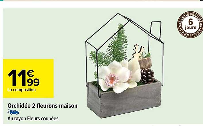 orchidée 2 fleurons maison