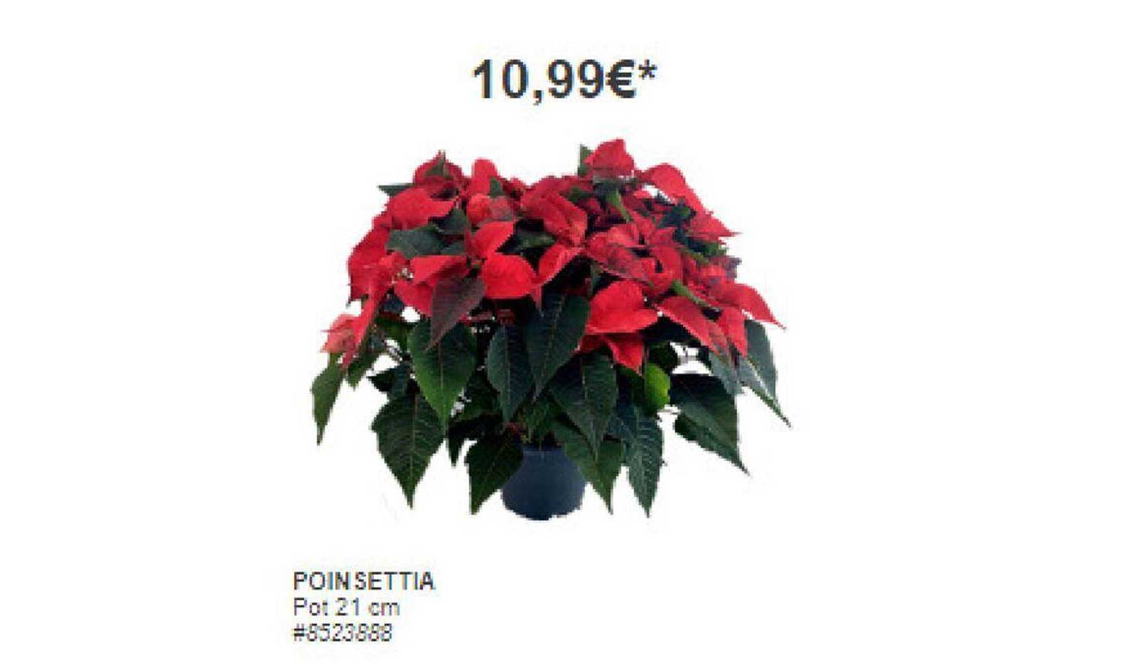 poinsettia