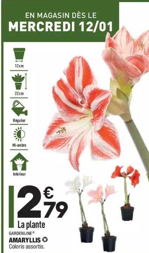 amaryllis gardenline