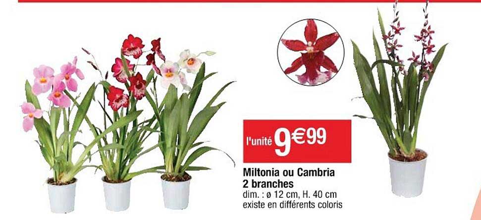 miltonia ou cambria 2 branches