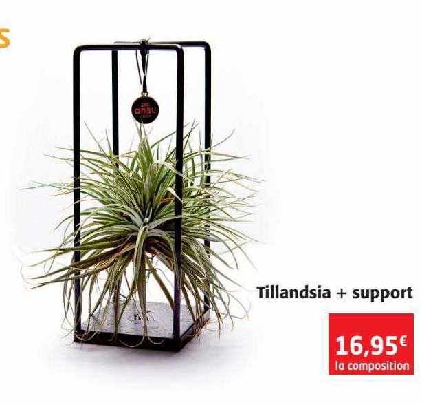 tillandsia + support