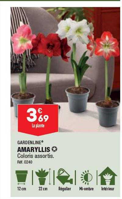 amaryllis gardenline