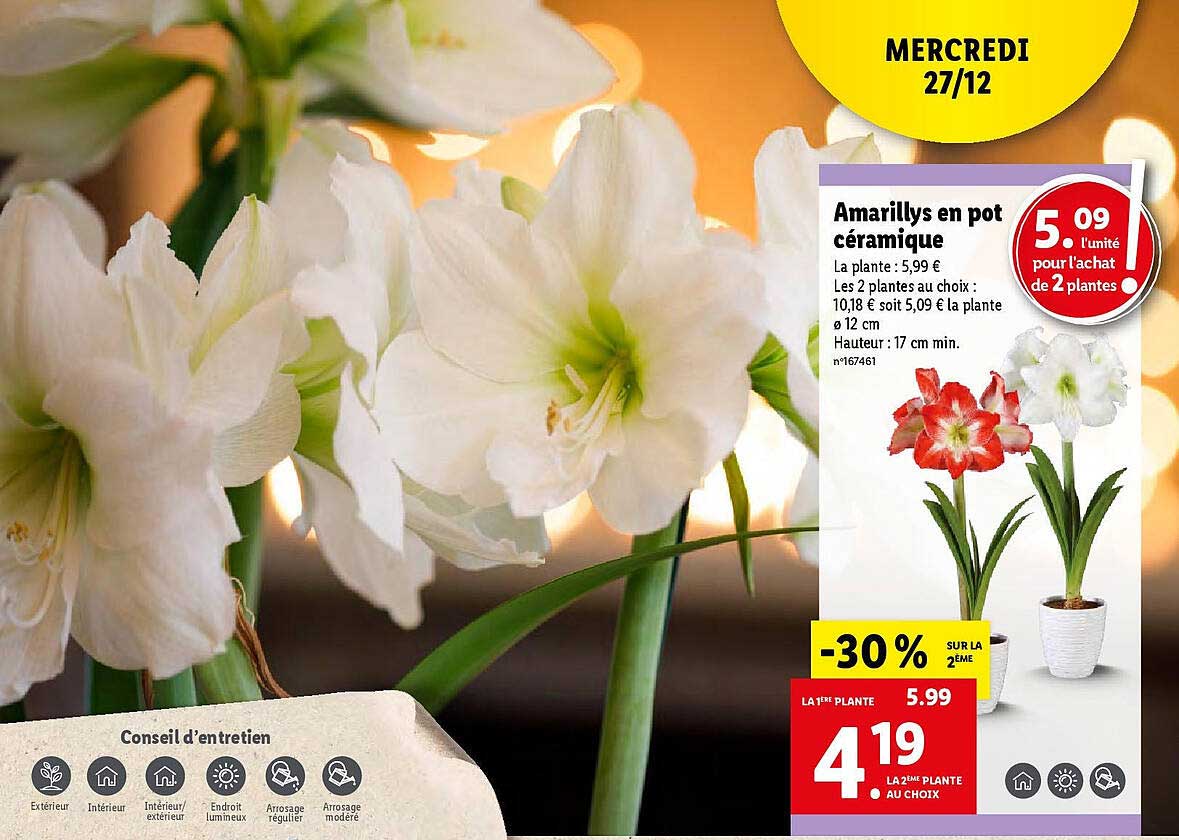amaryllis en pot céramique