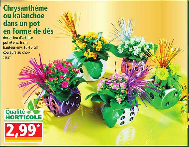 chrysanthème ou kalanchoe dans un pot en forme de dés décor feu d'artifice