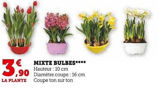 Mixte Bulbes
