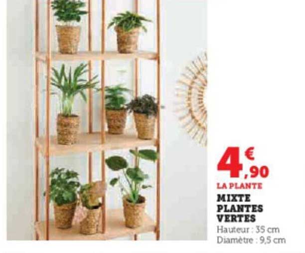 Mixte Plantes Vertes