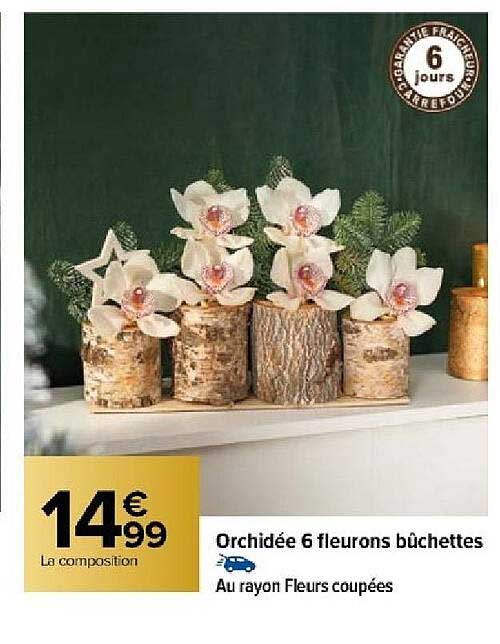 orchidée 6 fleurons bûchettes