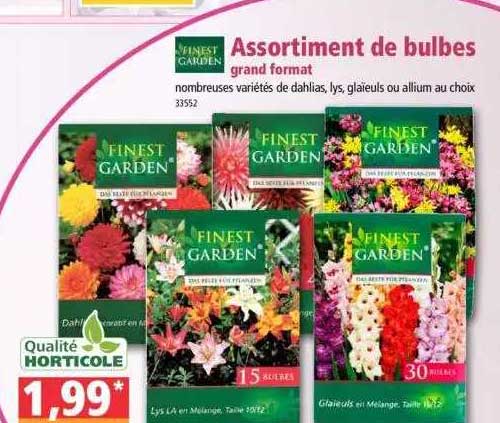 assortiment de bulbes grand format finest garden
