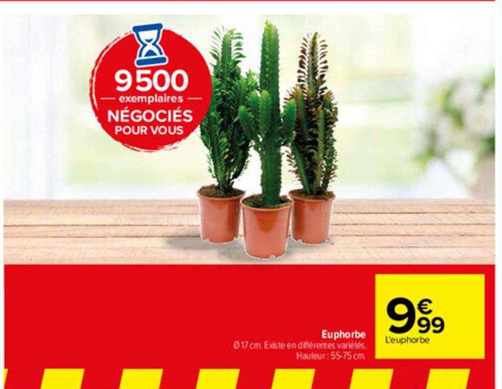 euphorbe