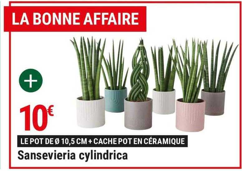 sansevieria cylindrica