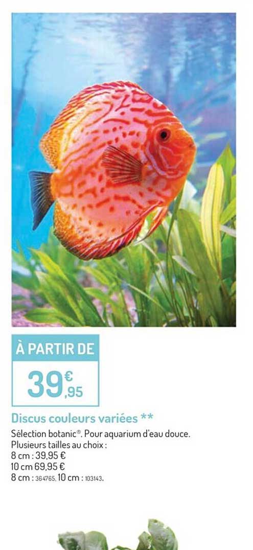 discus couleurs variées