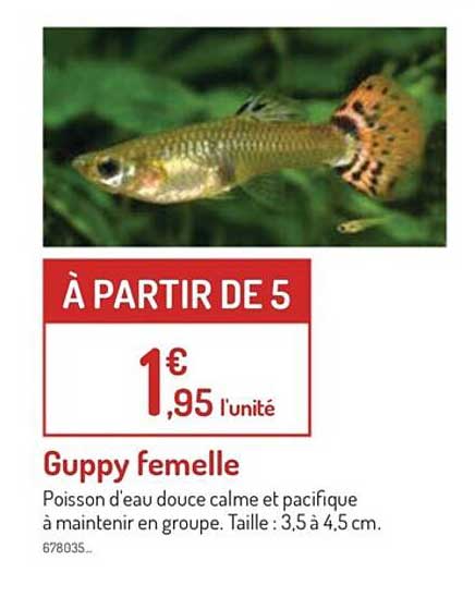 guppy femelle