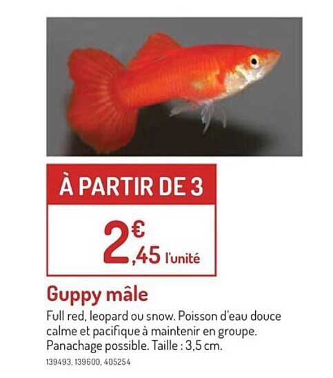 guppy mâle