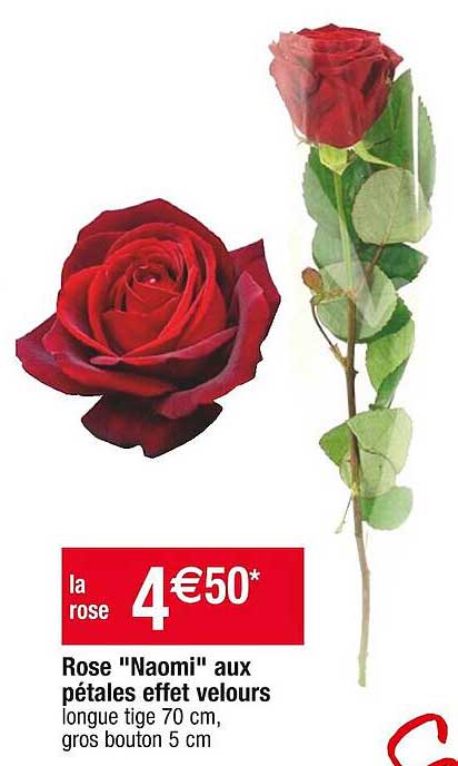 rose "naomi" aux pétales effet velours