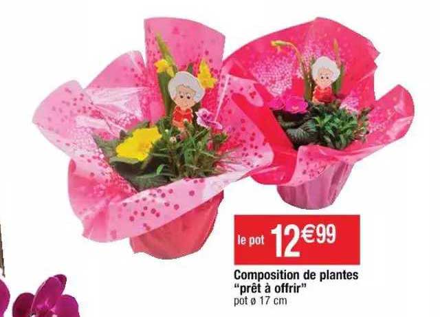 composition de plantes "prêt à offrir"