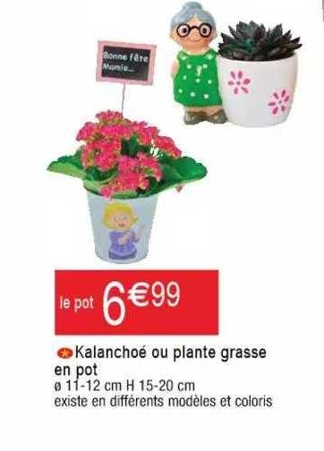 kalanchoé ou plante grasse en pot
